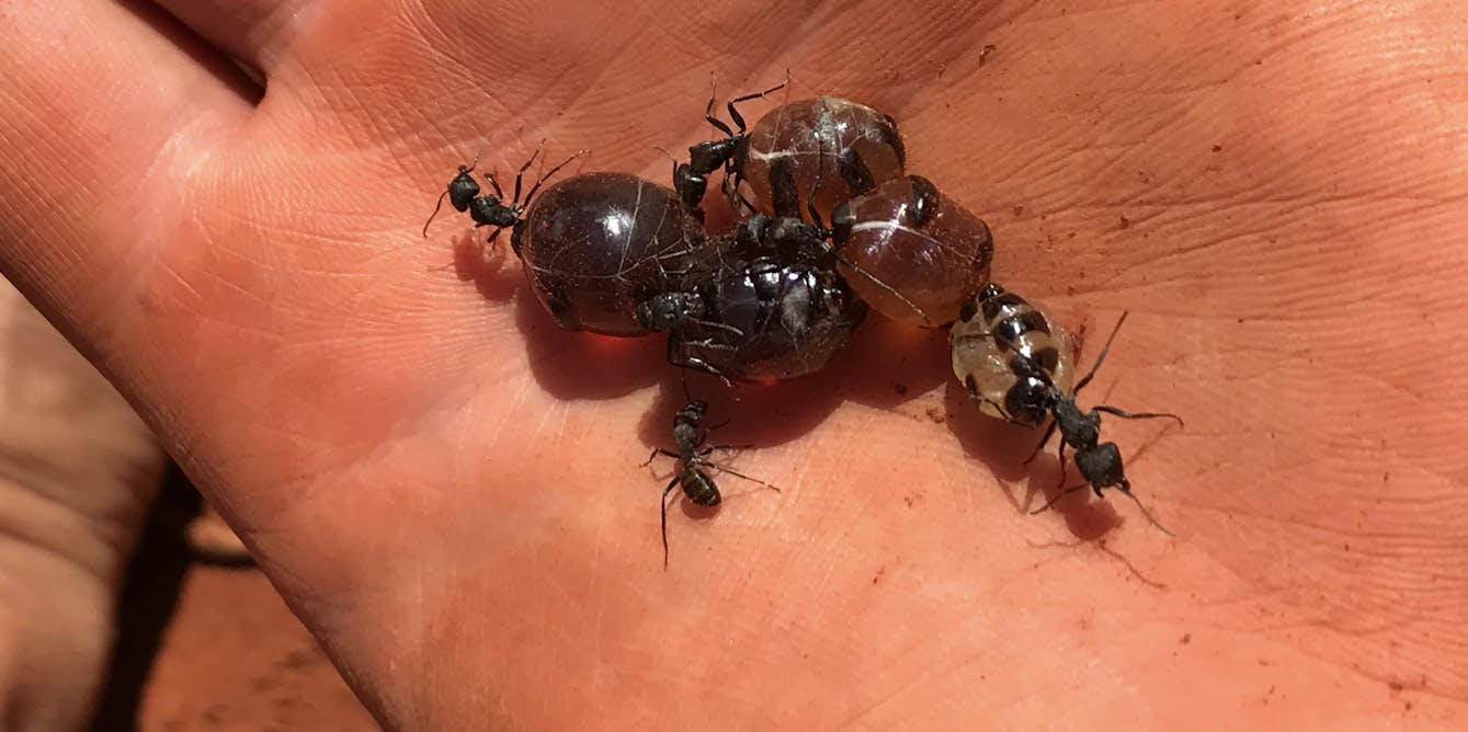 Australian ant honey inhibits tough pathogens, new research shows